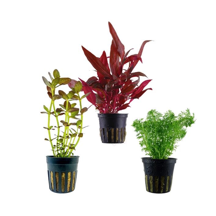 Dehner Aqua Aquarienpflanzen-Set | Dehner