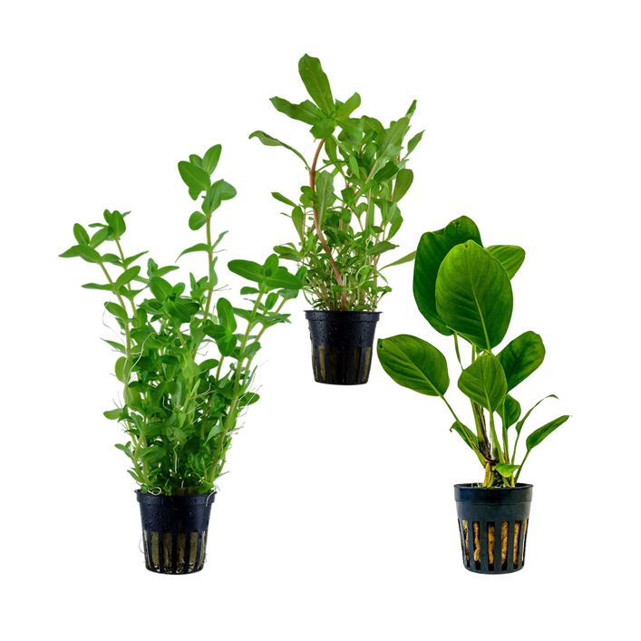 Dehner Aqua Aquarienpflanzen-Set | Dehner