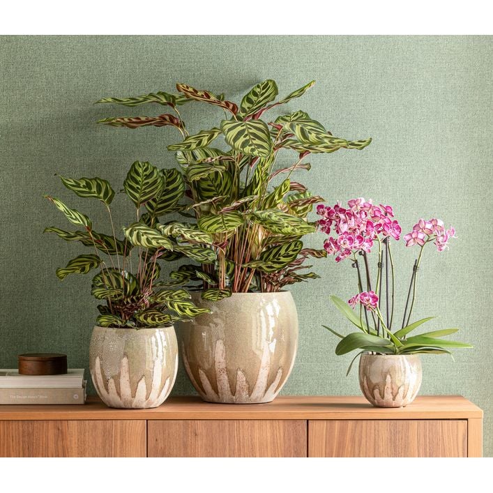 Korbmarante - Calathea makoyana | Dehner