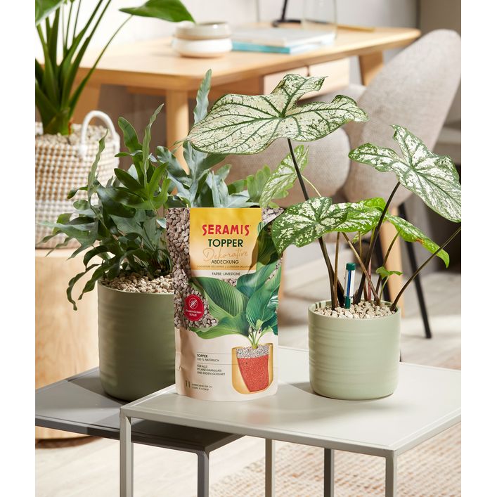 philodendron hybrida white measure Philodendron White Veins – Avalon main image 0