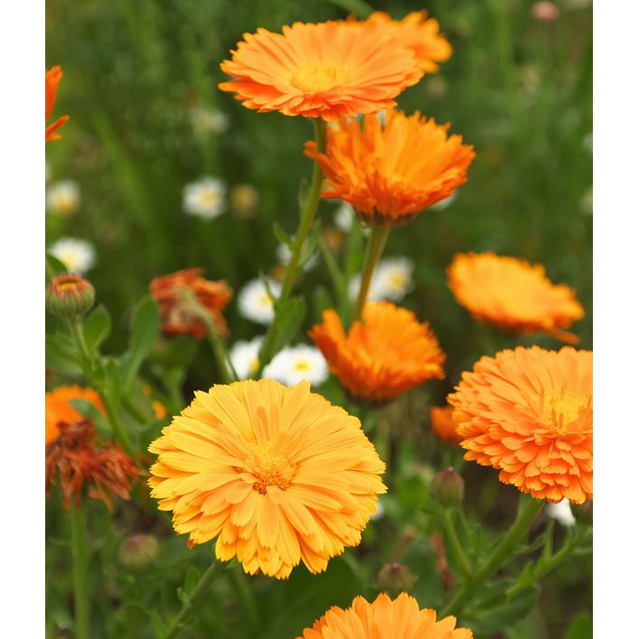 Dehner Bio-Saatgut Ringelblume | Dehner