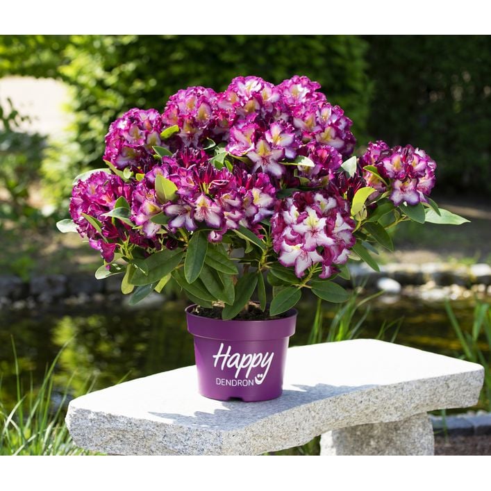 Rhododendron HAPPYdendron Pushy Purple | Dehner