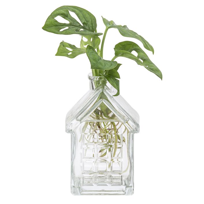 Waterplant Fensterblatt im Huschen - | Dehner
