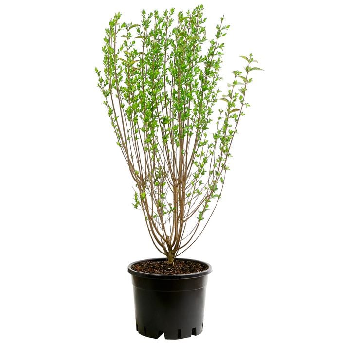 green as dünger Greenscaping NPK Power - NPK Dünger main image 1