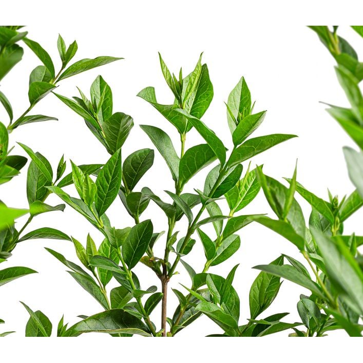 liguster hecke kaufen Ligustrum ovalifolium 30–50 cm – Ovalblättriger Liguster Heckenpflanze –  Blumen-Senf® main image 0