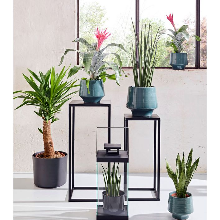 bonsai dnger bauhaus Green Home Bonsai Bundle