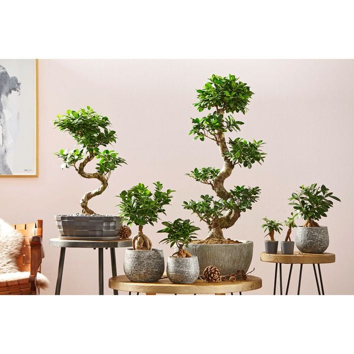 Chinesische Feige - Ficus microcarpa 'Ginseng' | Dehner