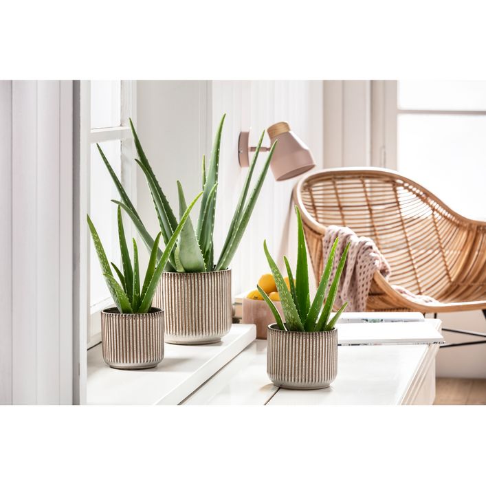hilft aloe vera gegen rasierpickel Essentials Set | gegen Rasurbrand und Irritationen main image 1