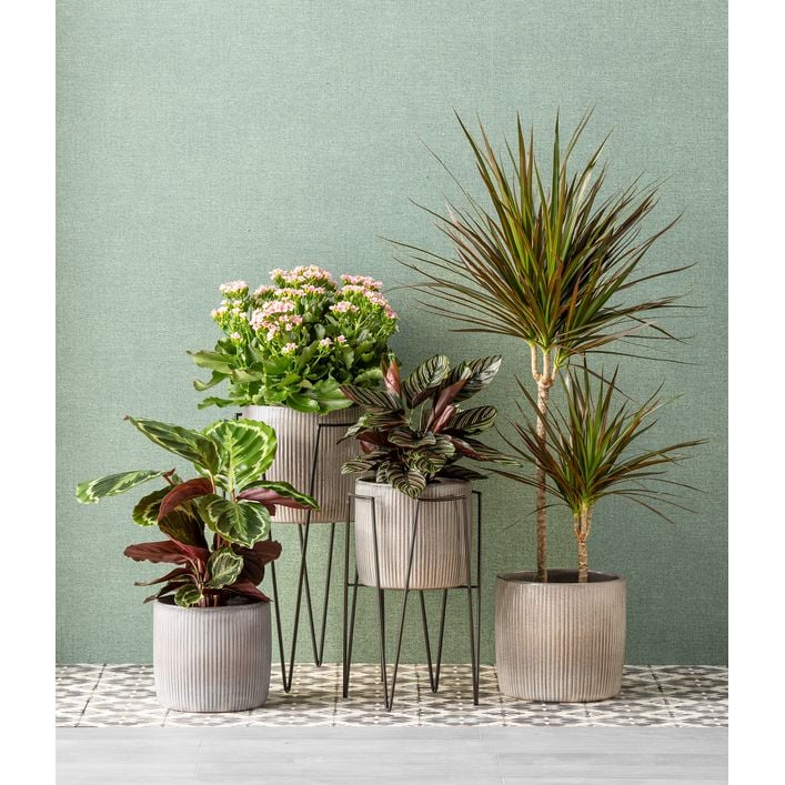 Metallpodest Blom Plant | Dehner
