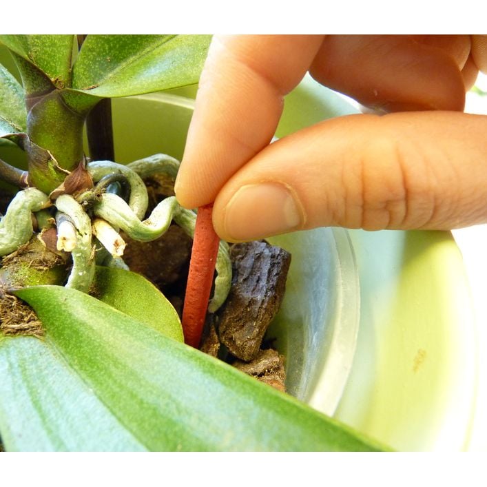 pfeilwurz zimmerpflanze Maranta leuconeura (Pfeilwurz) kaufen