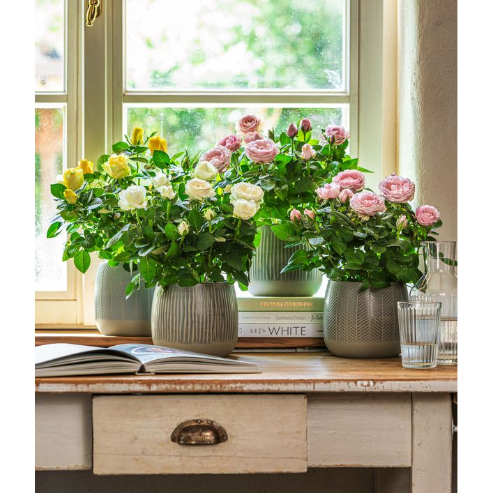 Dizila 5x Blumen-Haarbänder Aus Kunststoff – Elfenbein & Rosa, Einheitsgröße