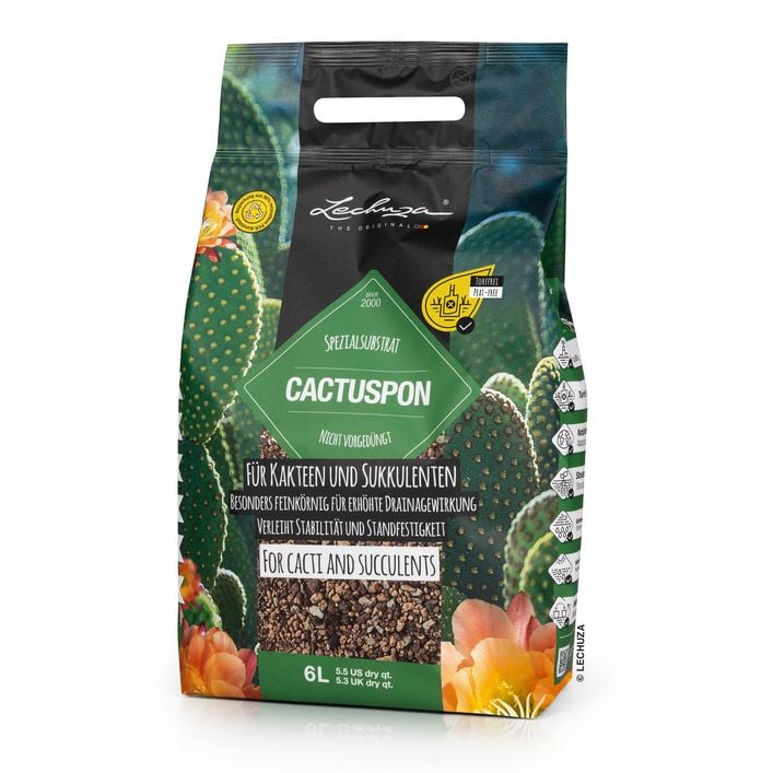 gummibaum schwarz XXL Gummibaum Stamm kaufen  Green Me Up