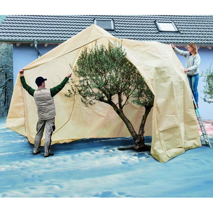 oliven an olivenbaum Olivenbaum auf Stamm kaufen | Olea europaea