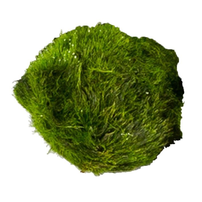 Garnelenbäumchen Kokos-Höhle 12-15cm - Bepflanzt Mit Mooskugeln Für Aquarium Dekoration