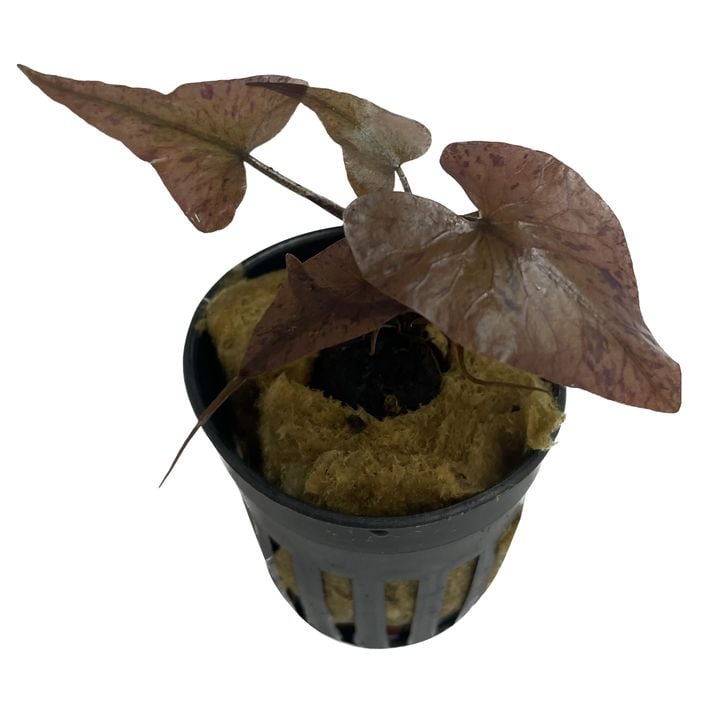 Dehner Aqua Premium Tigerlotus - Nymphaea | Dehner