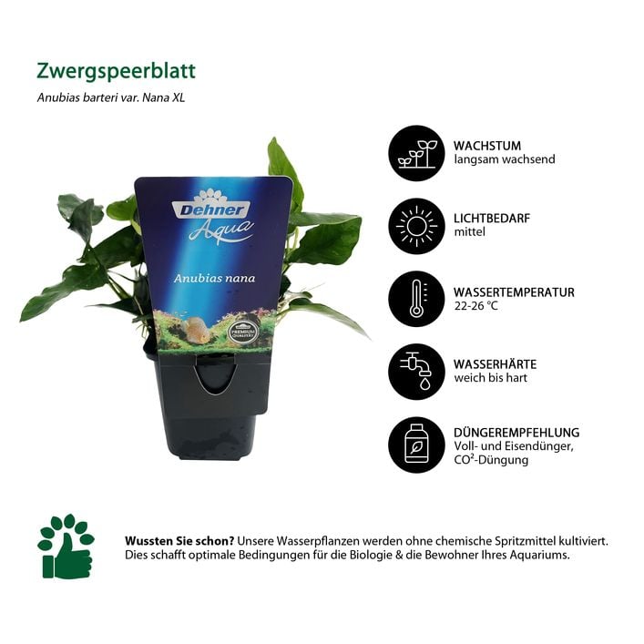 Dehner Aqua Premium Zwergspeerblatt - Anubias | Dehner