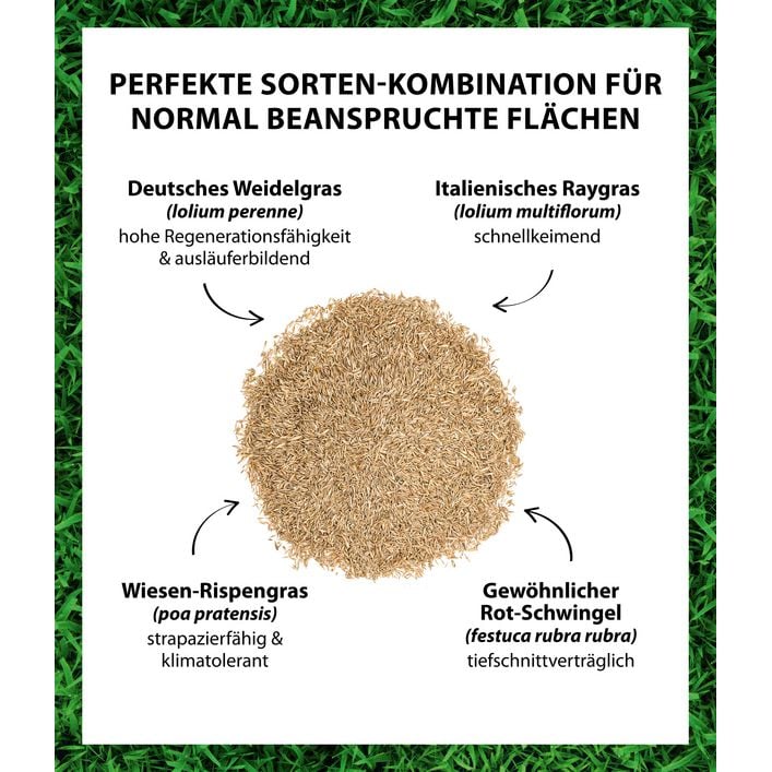 Dehner Saatgut Universalrasen, 500 g | Dehner