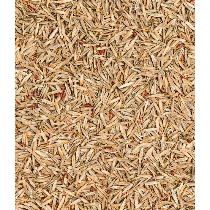 nackthafer saatgut Nackthafer Bio-Saat, 1 kg – Eschenfelder