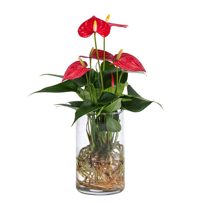 outdoor plant pots terracotta Cole Planter - Terra Rosa