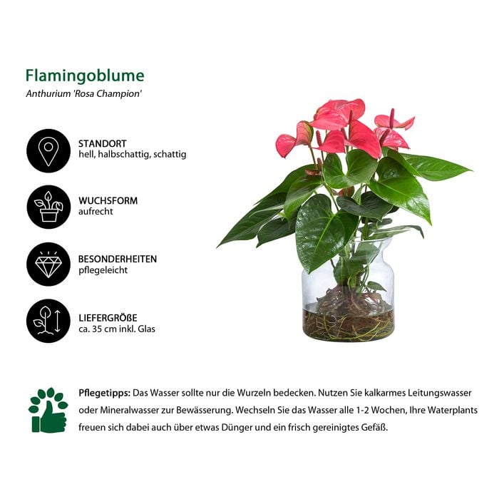 Waterplant Flamingoblume im Glas - Anthurium | Dehner