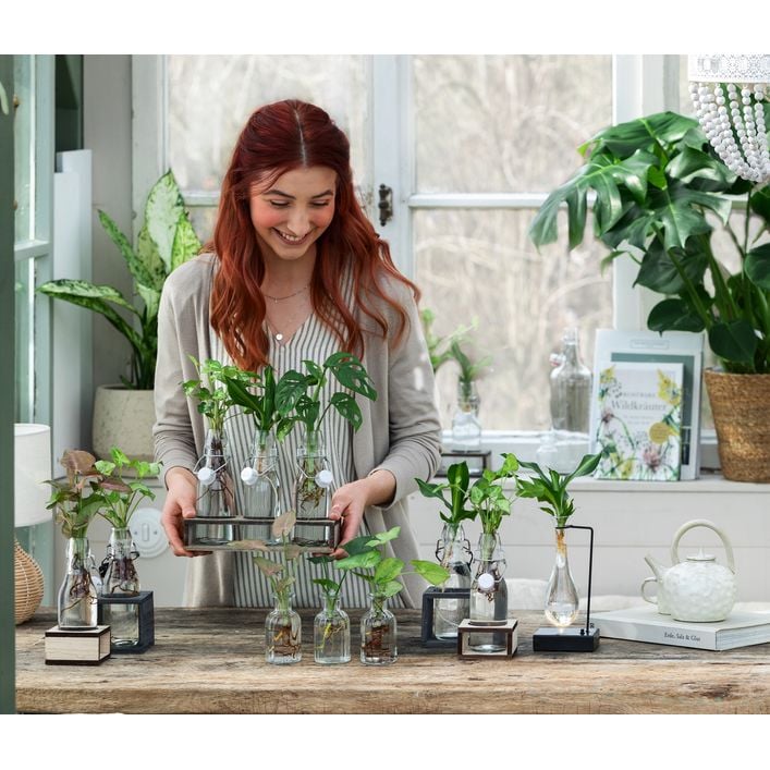 Waterplant Drachenbaum im Glas - Dracaena | Dehner