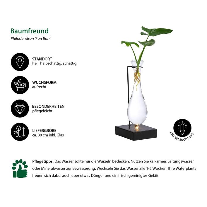 Waterplant Baumfreund im Glas - Philodendron | Dehner
