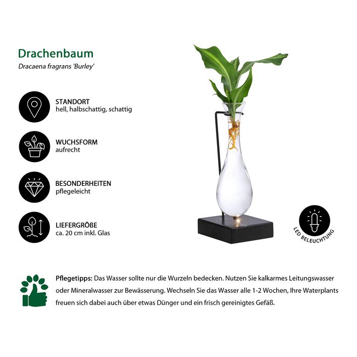 Waterplant Drachenbaum im Glas - Dracaena | Dehner