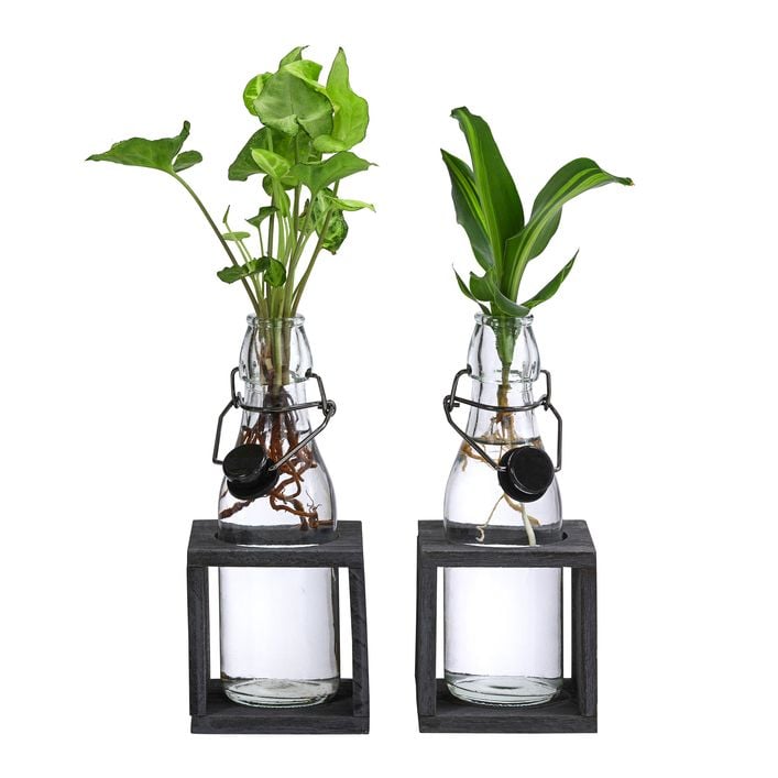 Waterplant-Set Grnpflanzen in Glasflaschen, | Dehner