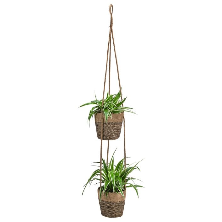 wie schnell wchst kirschlorbeer novita Kirschlorbeer Novita (Prunus laurocerasus 'Novita') | 125-150 cm mit  Wurzelballen