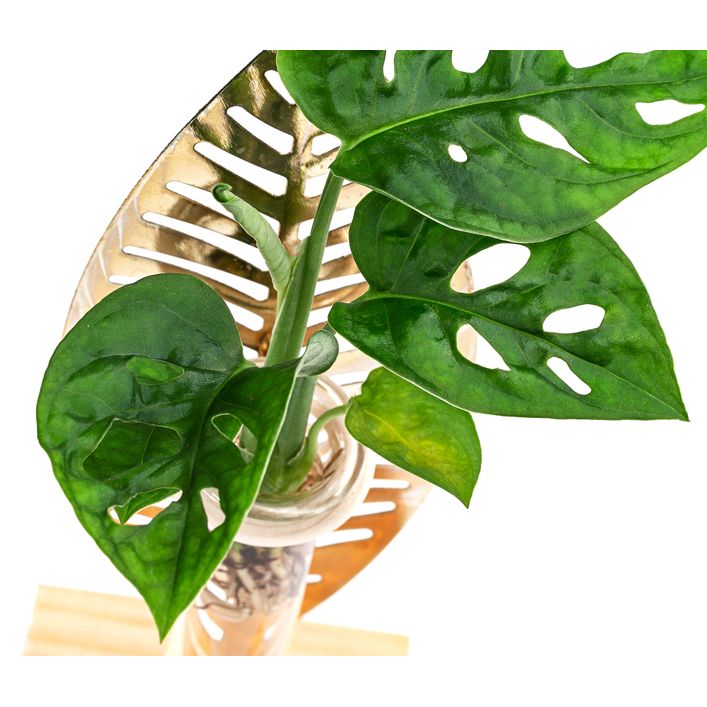 biggest philodendron Large Philodendron Selloum 
