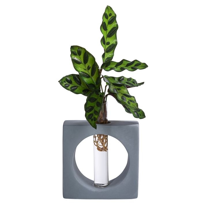 pothos efeutute Golden pothos (Epipremnum) buy – Vienna – MO BLUMEN main image 1