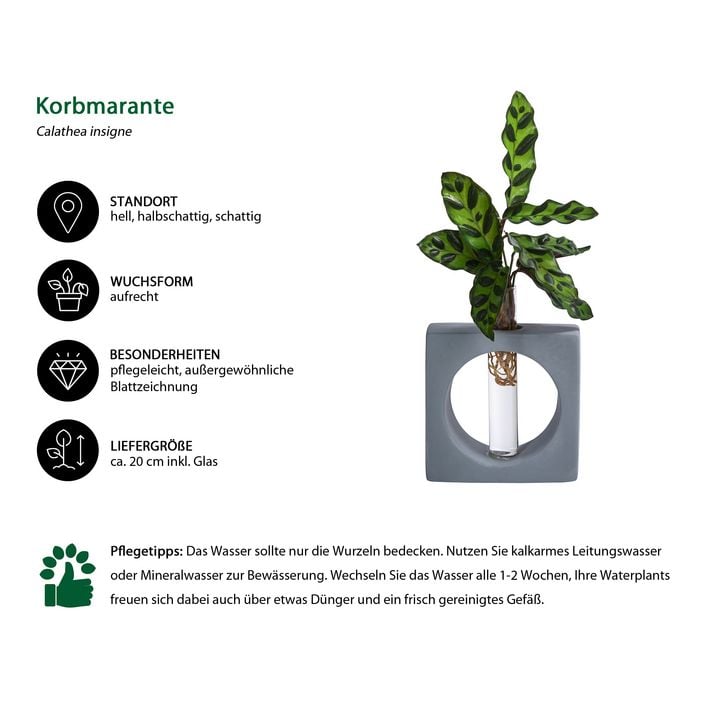 Waterplant Korbmarante Manilla im Reagenzglas | Dehner