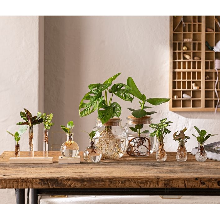 Waterplant-Set in Vasen, 3-teilig | Dehner