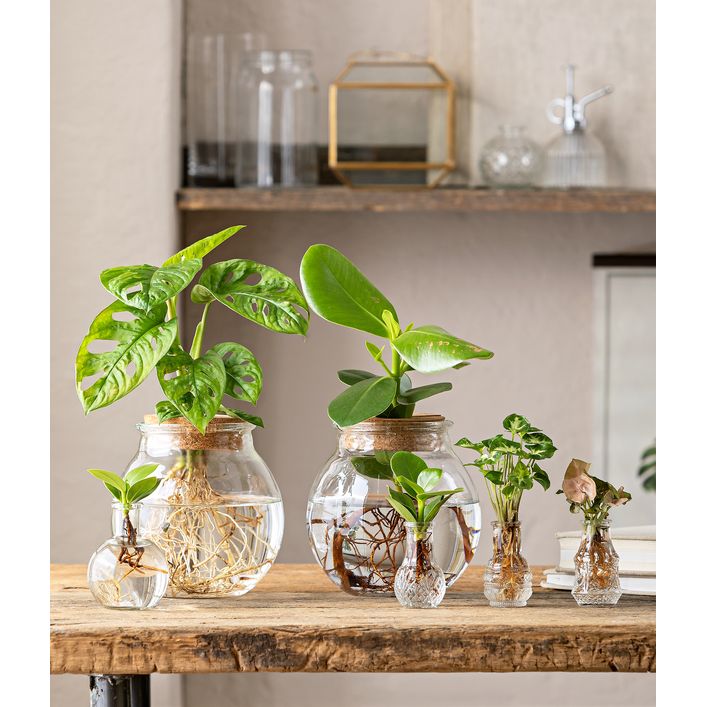 Waterplant Fensterblatt im Kugelglas - | Dehner