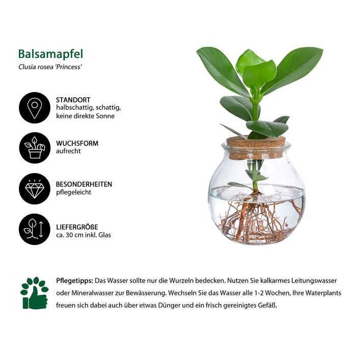 Dehner Badezimmer Pflanzenset - 3 Zimmerpflanzen Mit Bewässerungssystem 25-40cm