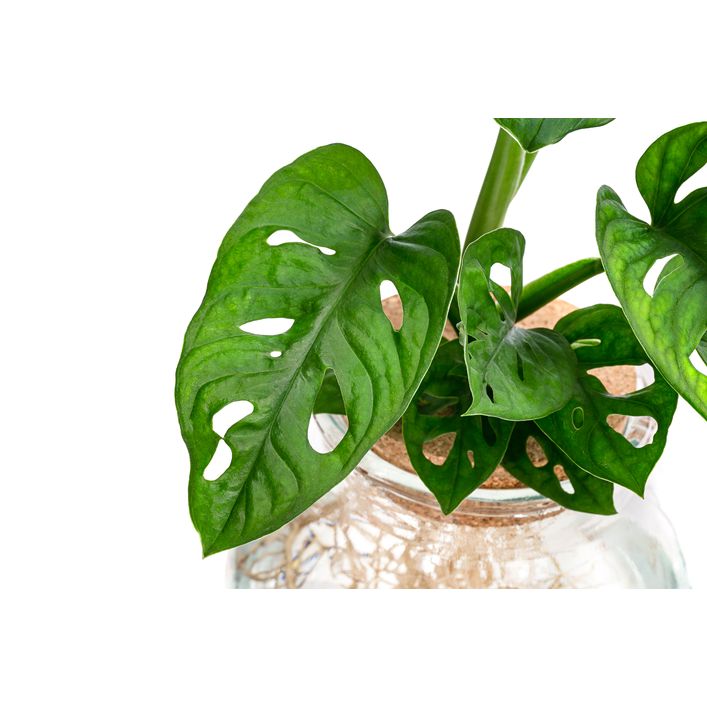 philodendron sodiroi variegata Philodendron sodiroi aff – Carnivero