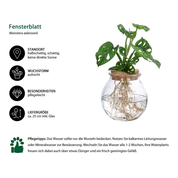 fortunella marginata Citrus Fortunella margarita Tree “Kumquat” main image 0