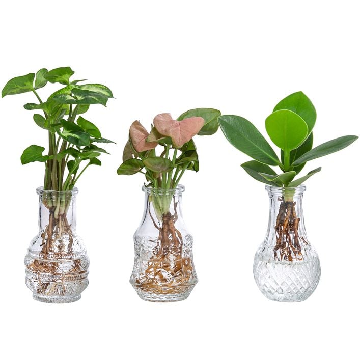 Waterplant-Set in Vasen, 3-teilig | Dehner