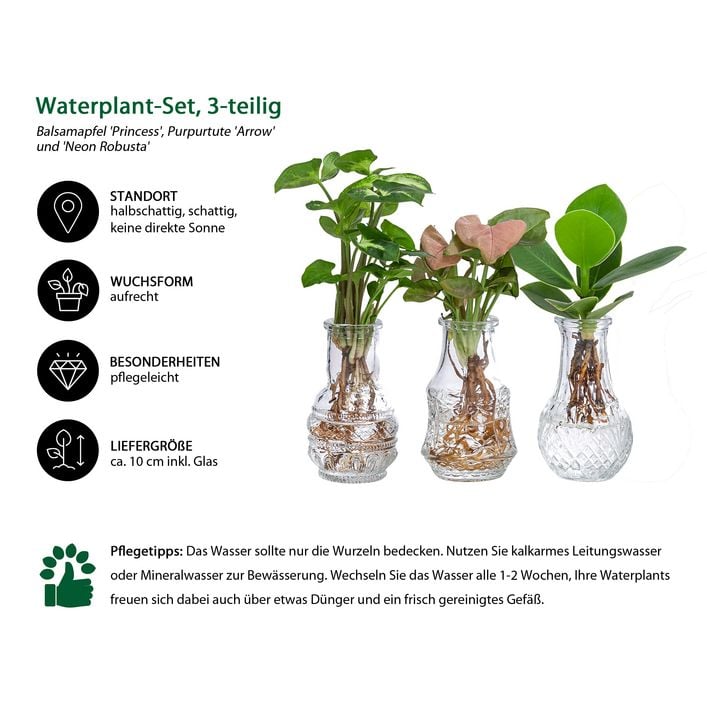 cissus quadrangularis plant Veldt Grape For Sale – Logee's Plants main image 0