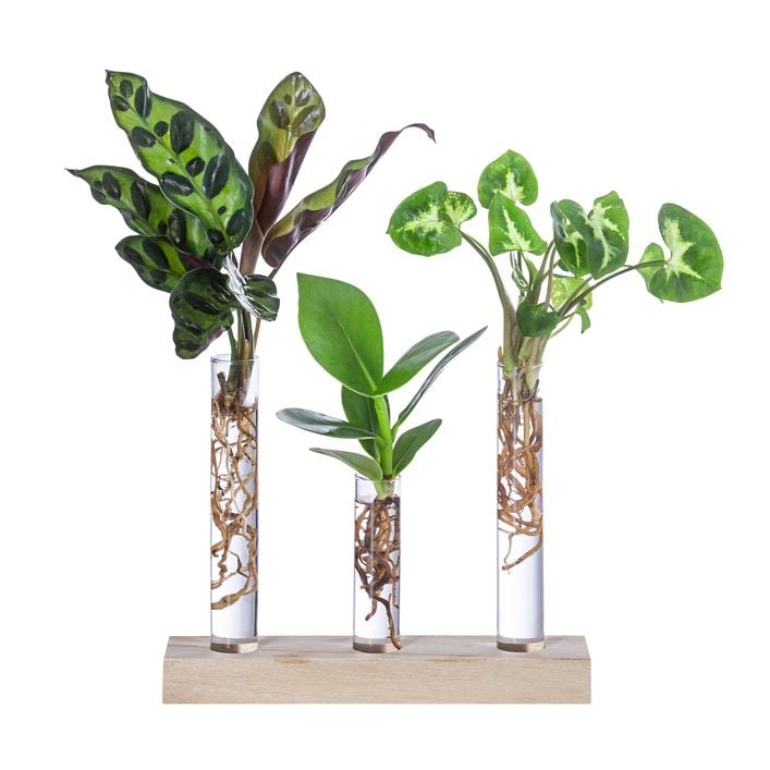 arvi plants Arbi plants
