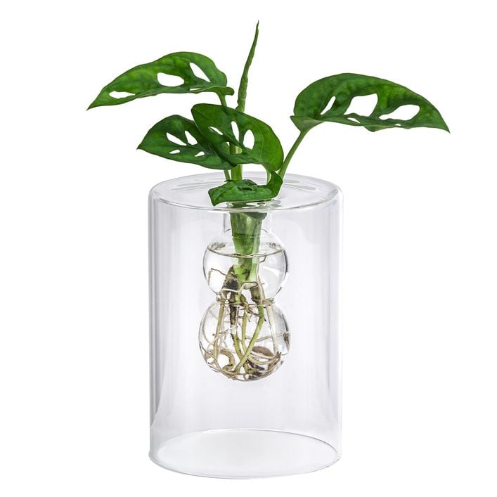 Waterplant Fensterblatt im Glas - Monstera | Dehner