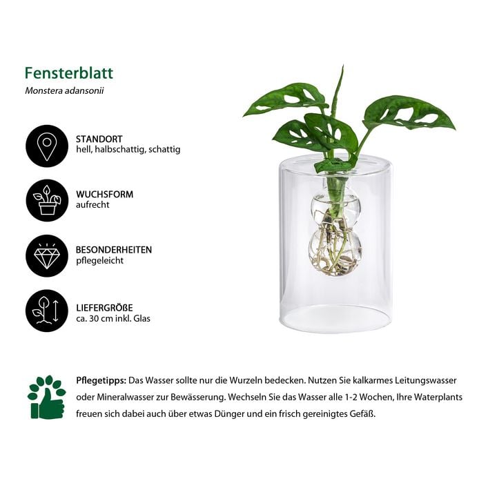Waterplant Fensterblatt im Glas - Monstera | Dehner