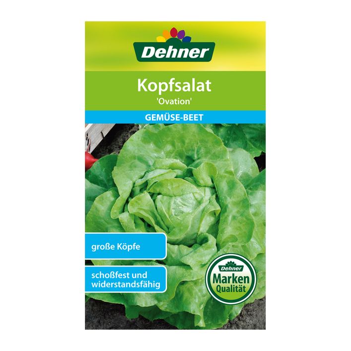 Dehner Samen Kopfsalat 'Ovation' | Dehner