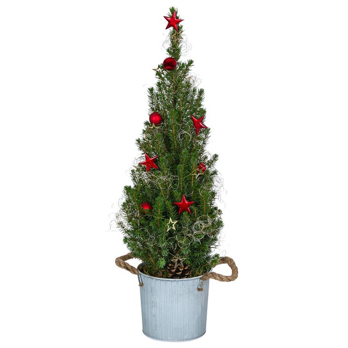 eukalyptusbaum düngen Eukalyptus Dünger - Mineralischer NPK Flüssigdünger mit Stickstoff main image 0