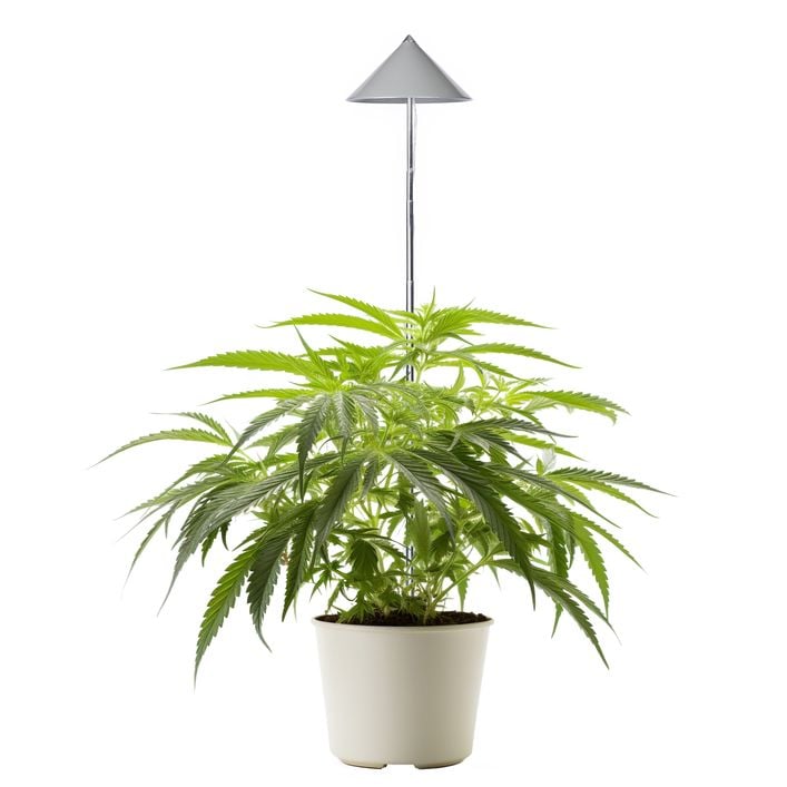 syngonium podophyllum aurea variegata Syngonium Aurea | Arrowhead Plant