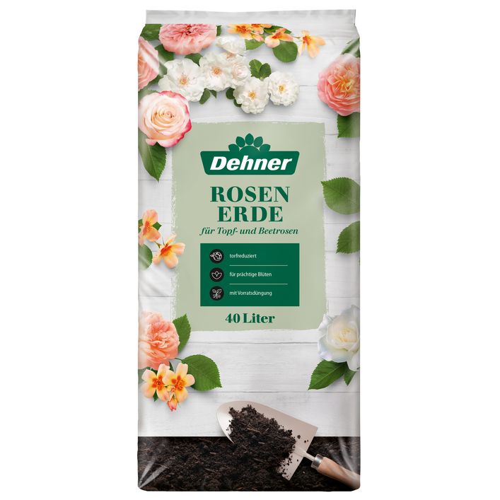 bananenbaum zimmerpflanze kaufen Bananenpflanze XL | 70 cm | Online kaufen