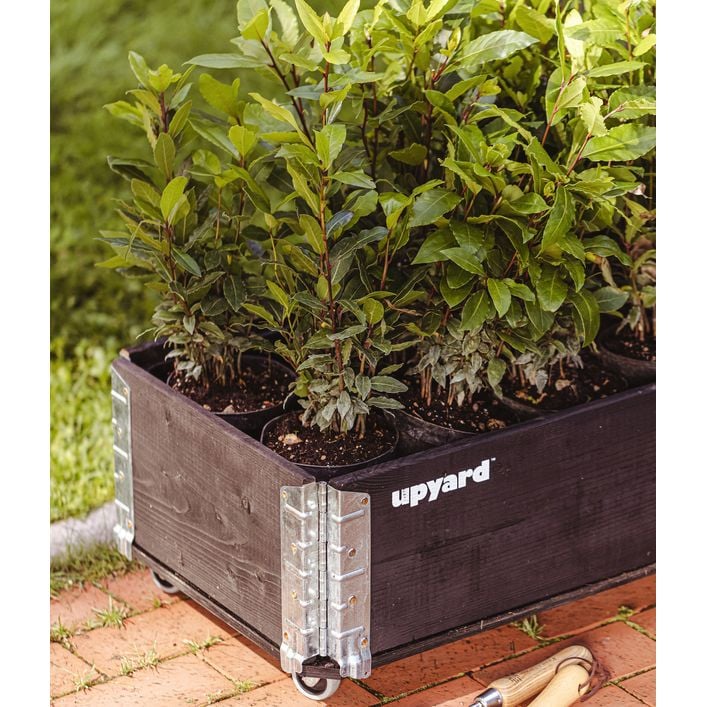 Upyard Holz-Kruterkasten HerbsBox mit | Dehner