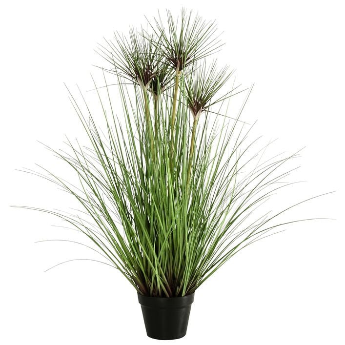 monstera pflanze preis XXL Monstera mit Stab bestellen – Green Me Up