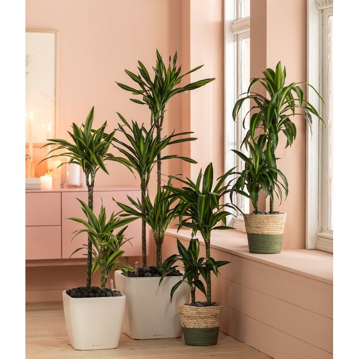 Drachenbaum - Dracaena fragrans 'Rikki' | Dehner