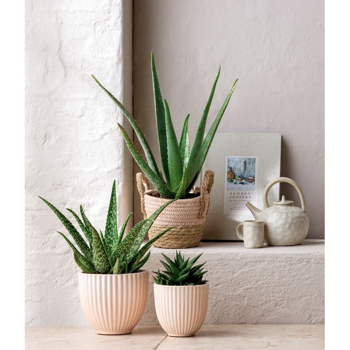Echte Aloe - Aloe vera | Dehner